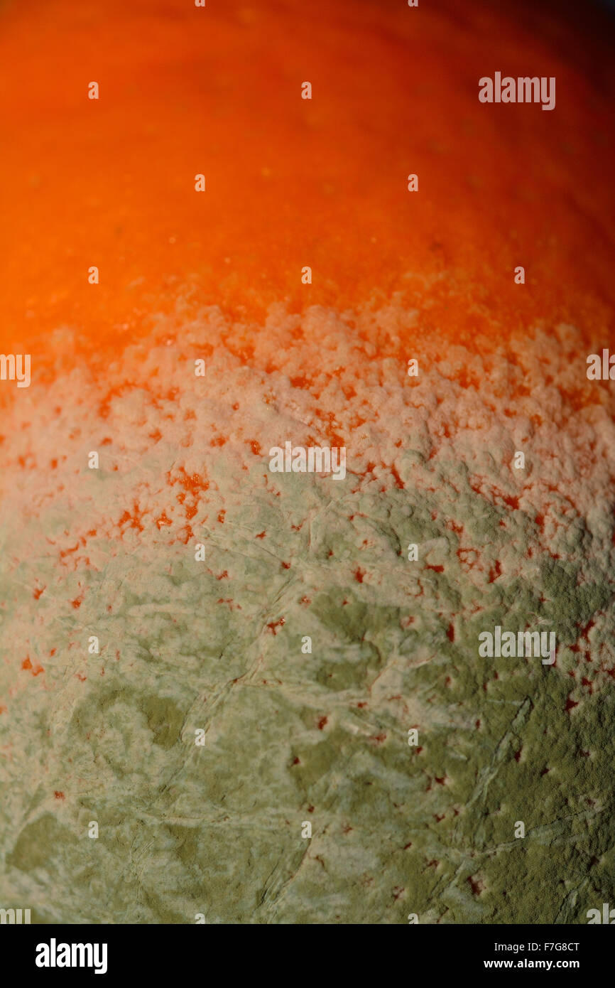 Mold fungus growing on orange fruit Stock Photo