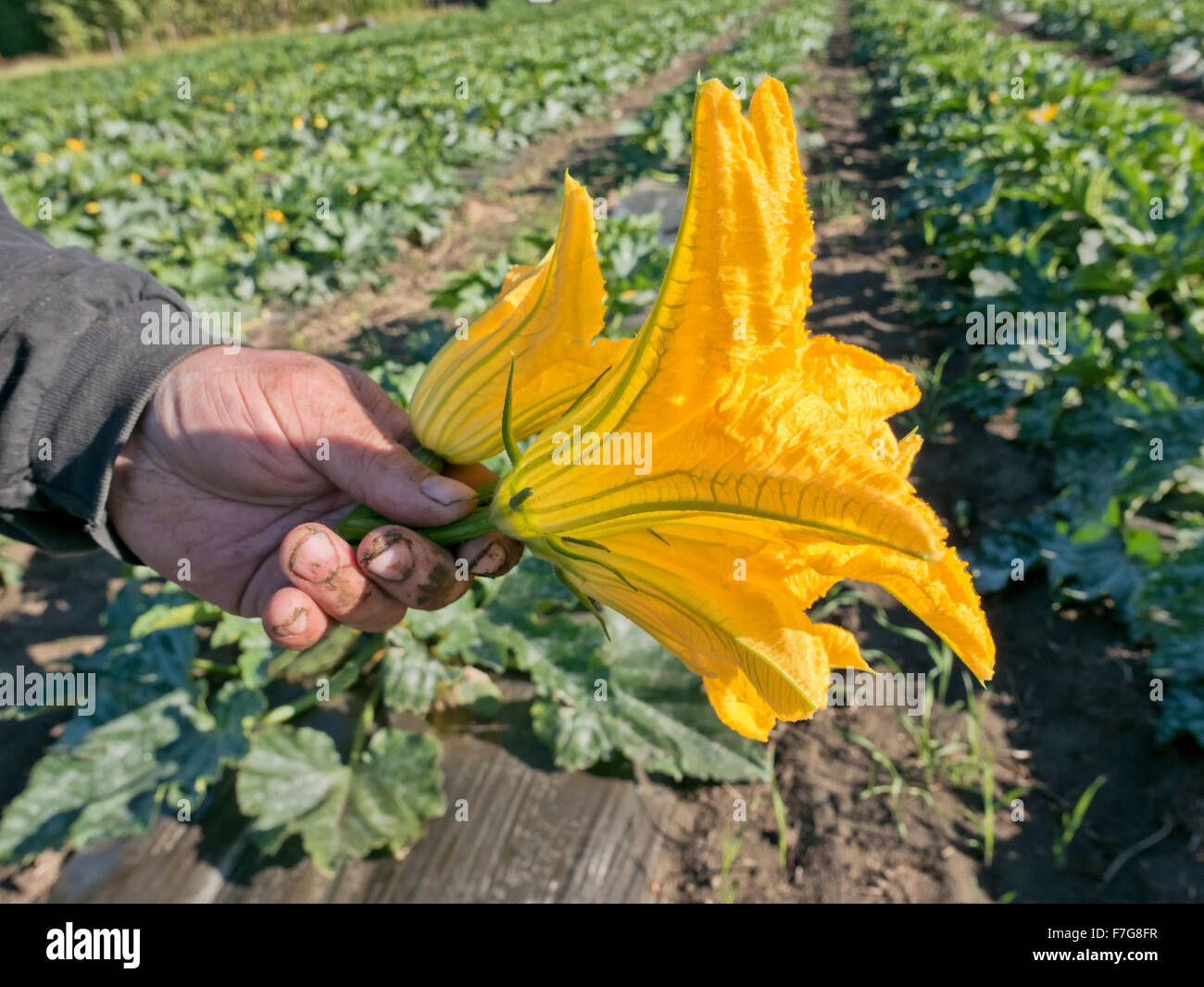 Farmer's hand holding harvested zucchini blossoms  'Cucurbito pepo'. Stock Photo