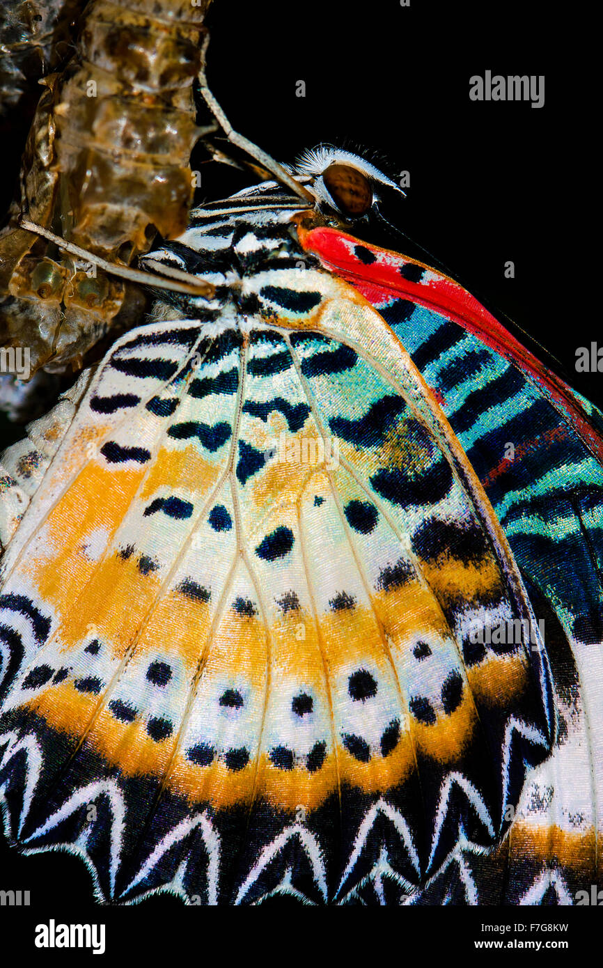butterfly cocoons and newly hatched butterfly Stock Photo Alamy