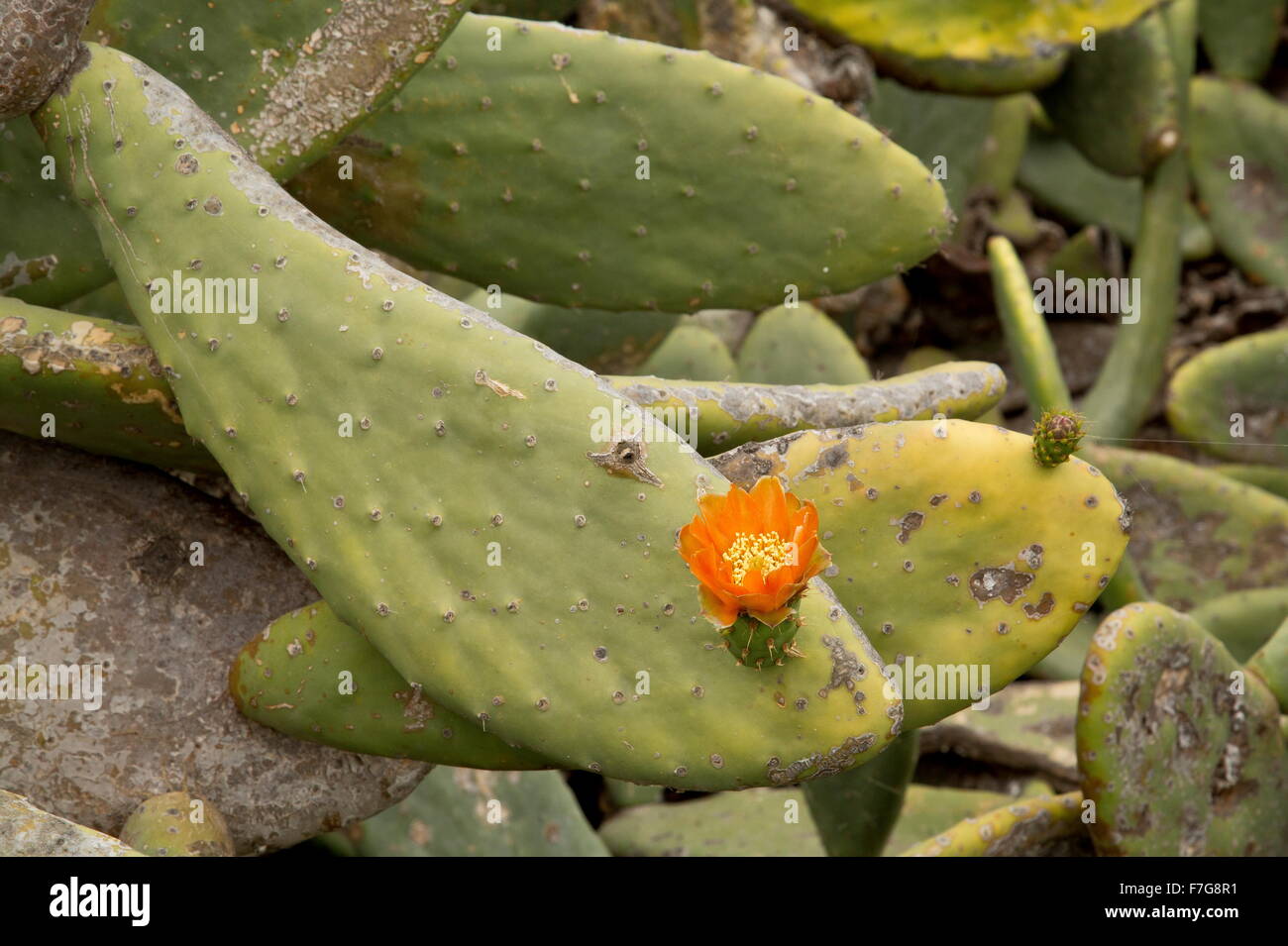 Prickly pear, Opuntia ficus-indica, in cultivation, with flowers; North Lanzarote, primarily for cochineal production. Stock Photo