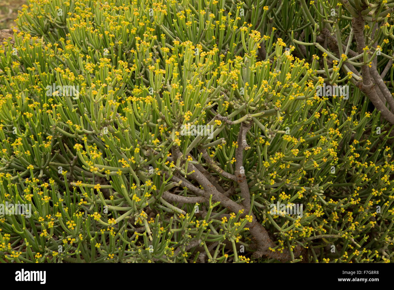 Leafless Spurge, Euphorbia aphylla, from central canary islands. Stock Photo
