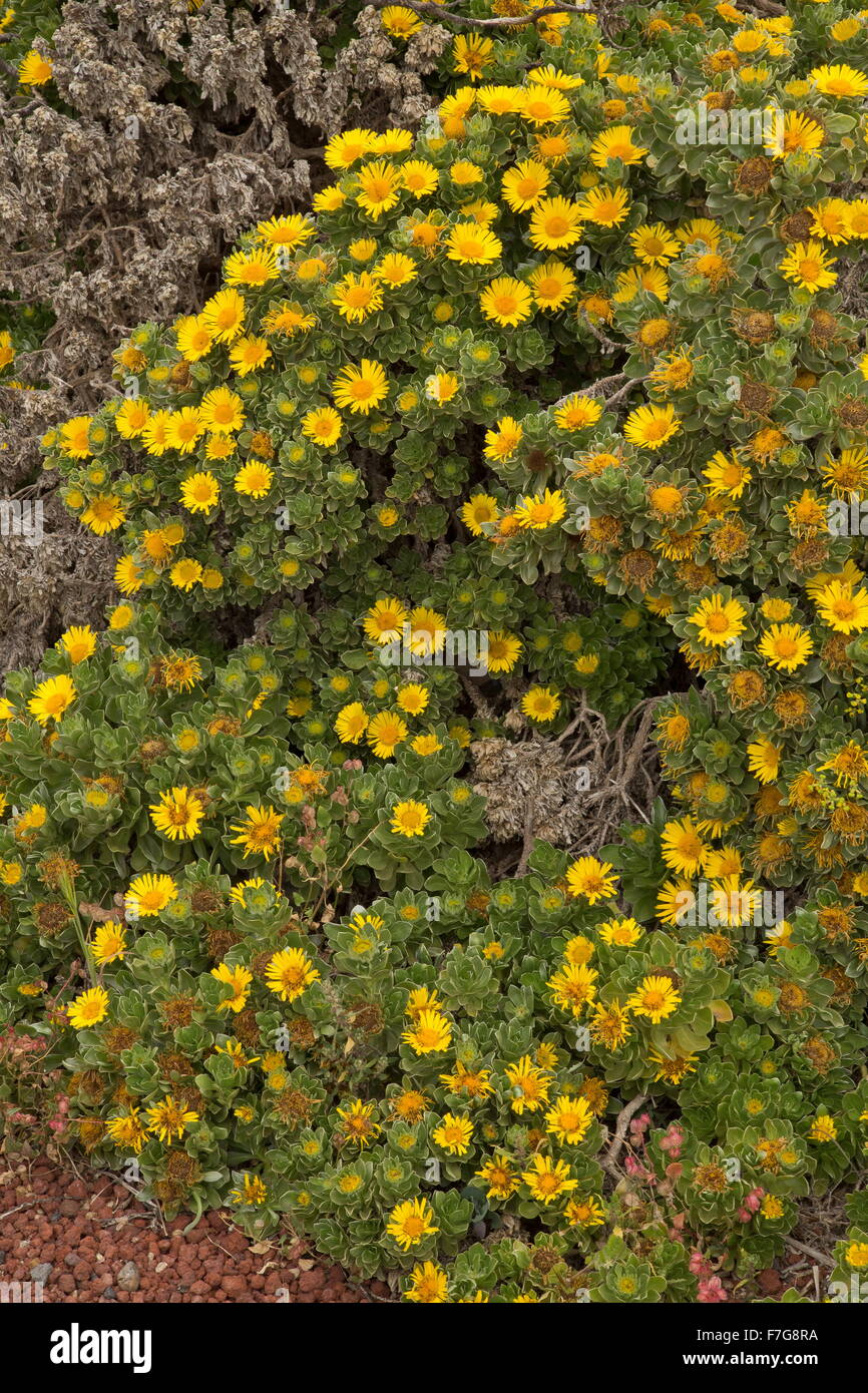 Lanzarote Gold coin daisy, Asteriscus intermedius, in flower, Lanzarote. Stock Photo