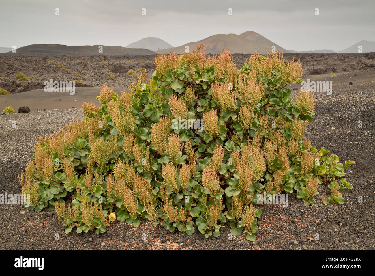 Canary sorrel, Rumex lunaria, growing on cinder, Timanfaya National Park, central Lanzarote. Stock Photo