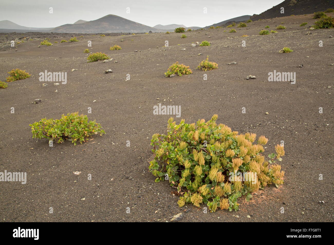 Canary sorrel, Rumex lunaria, growing on cinder, Timanfaya National Park, central Lanzarote. Stock Photo