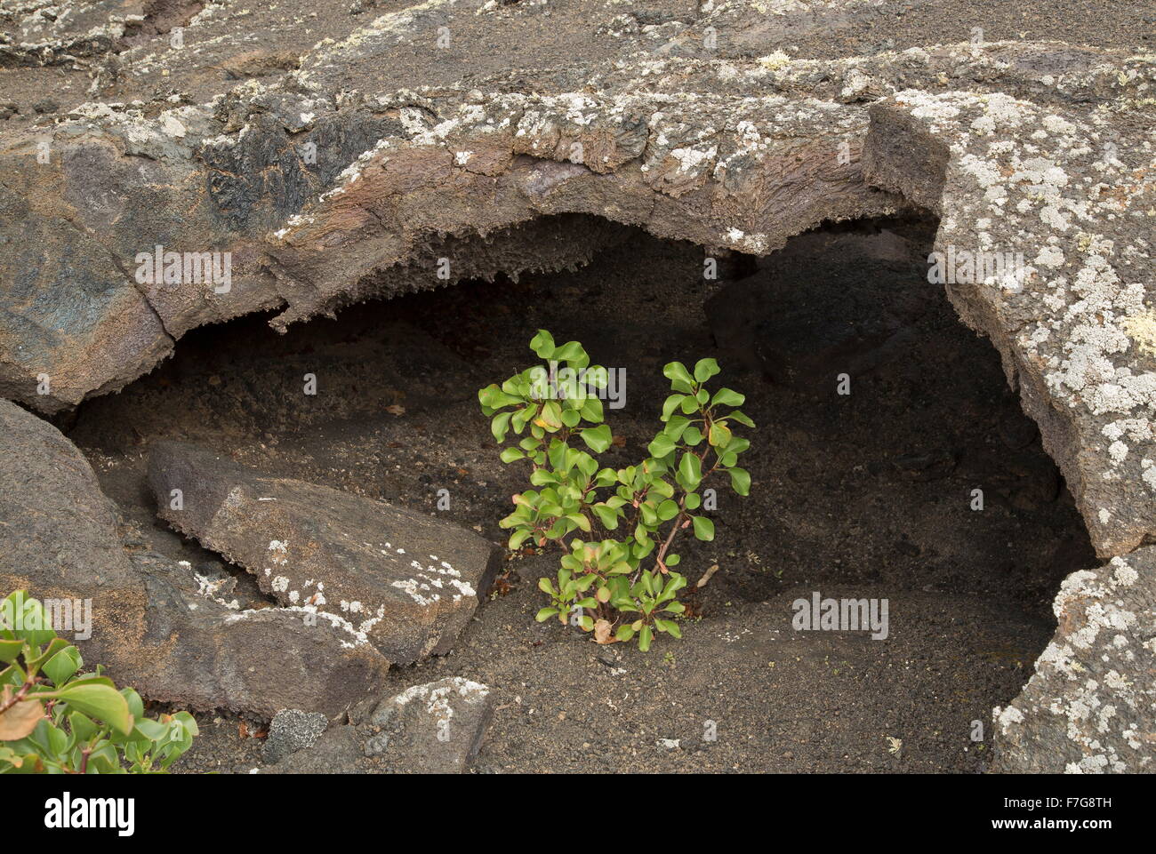 Canary sorrel, Rumex lunaria, growing on cinder, in lava tunnel, Timanfaya National Park, central Lanzarote. Stock Photo