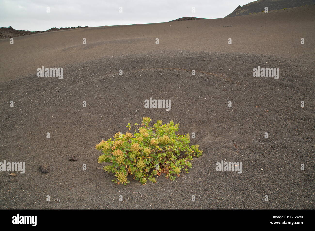 Canary sorrel, Rumex lunaria, growing on cinder, Timanfaya National Park, central Lanzarote. Stock Photo