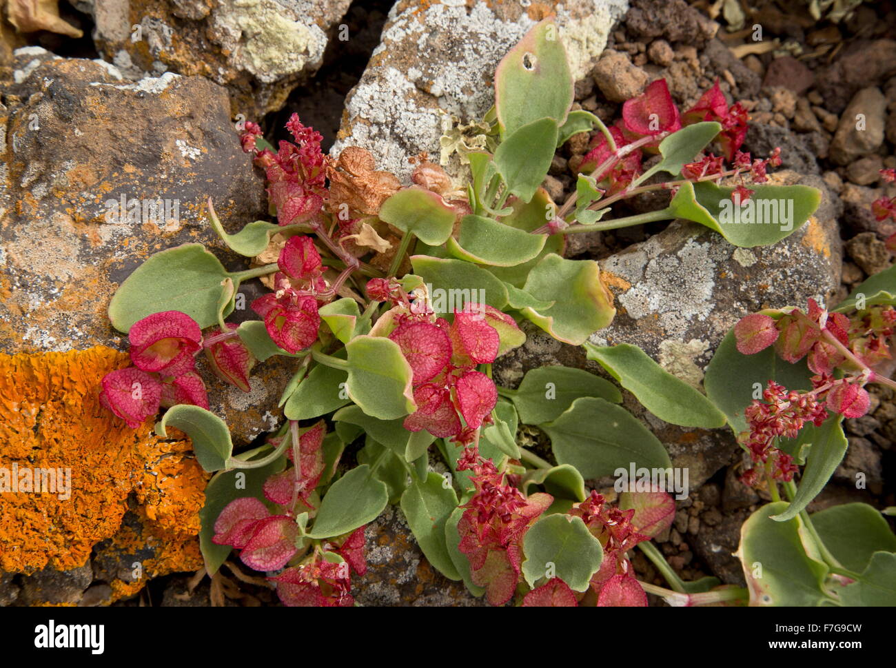 Bladder Dock, Rumex vesicarius var. rhodophysa in flower and fruit, on lava, Lanzarote. Stock Photo