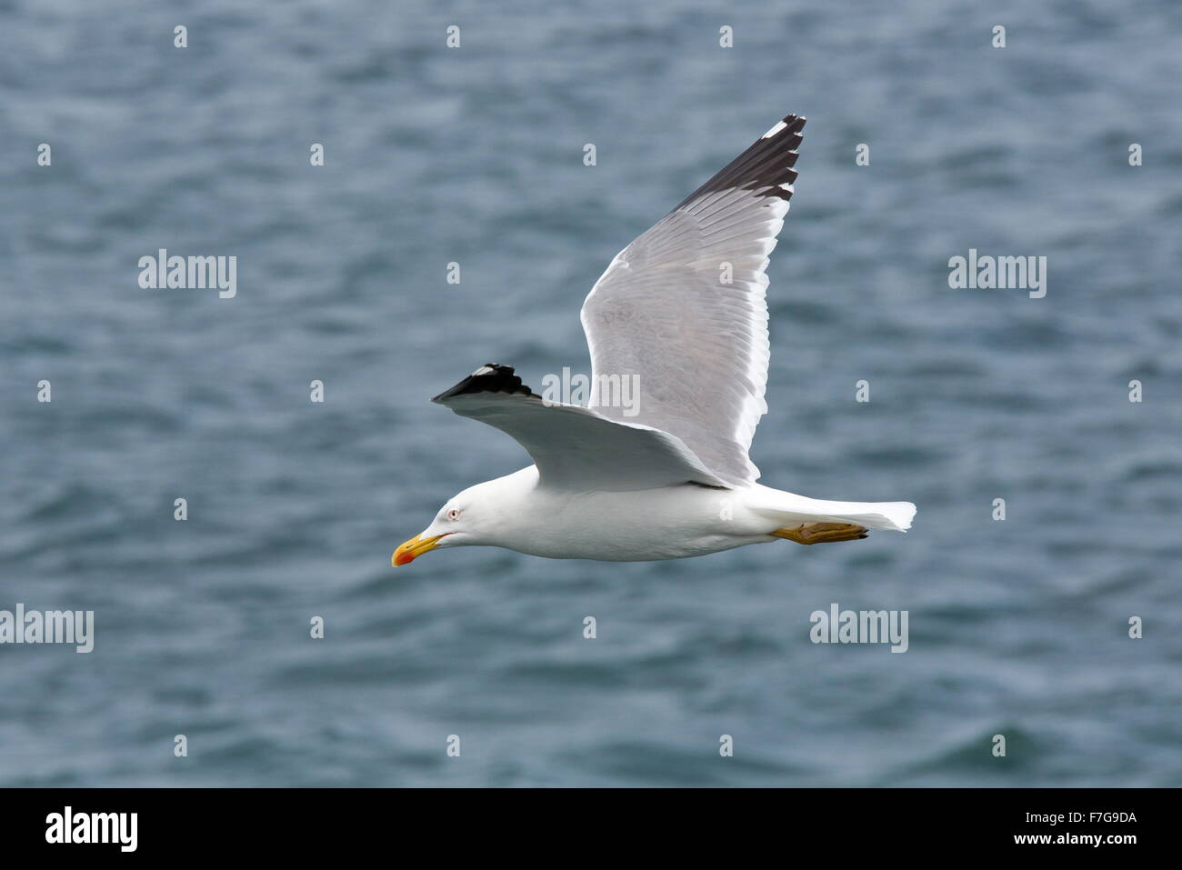 Yellow-legged Gull, Larus michahellis atlantis, in flight, Lanzarote. Stock Photo