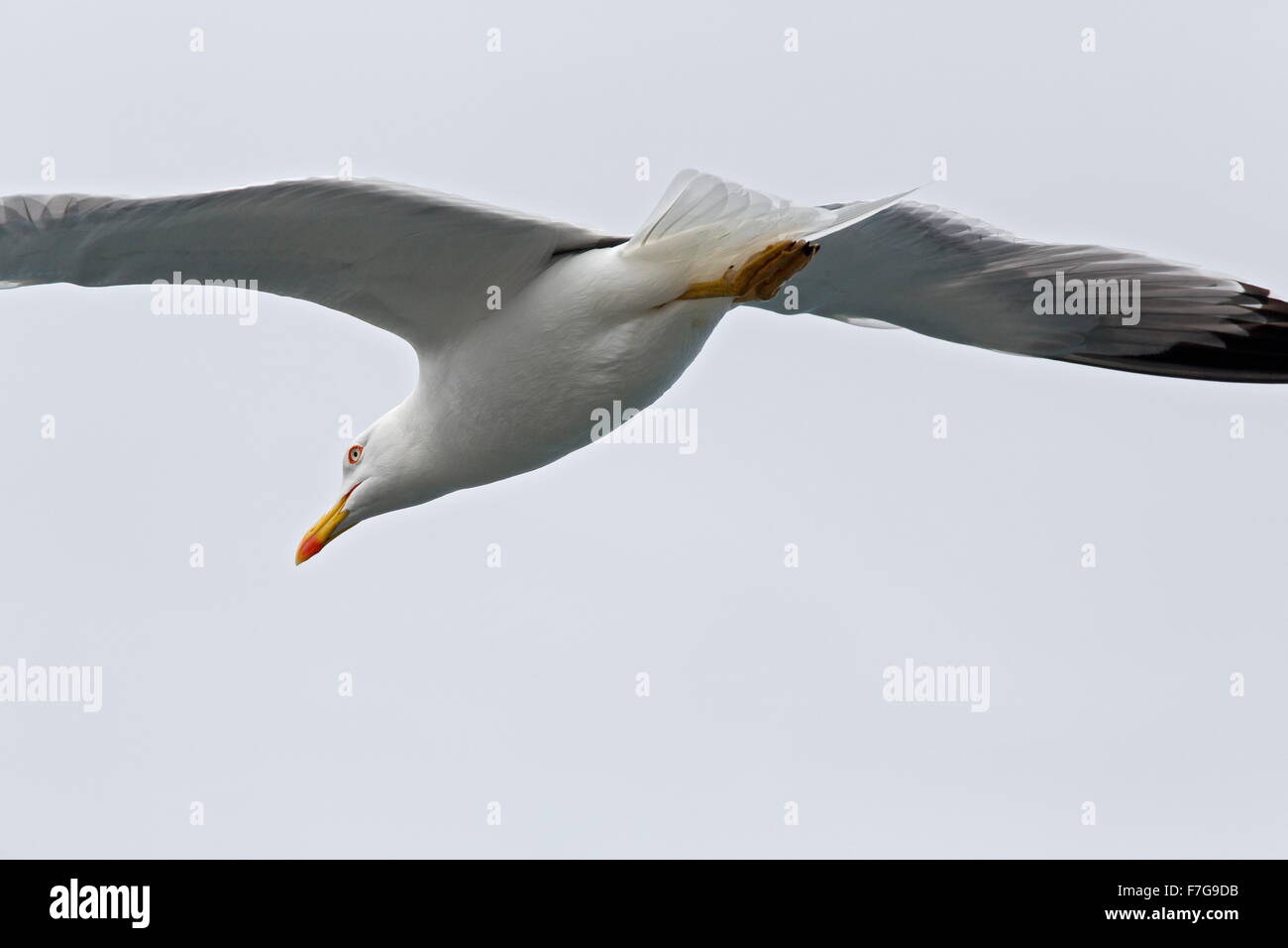 Yellow-legged Gull, Larus michahellis atlantis, in flight, Lanzarote. Stock Photo