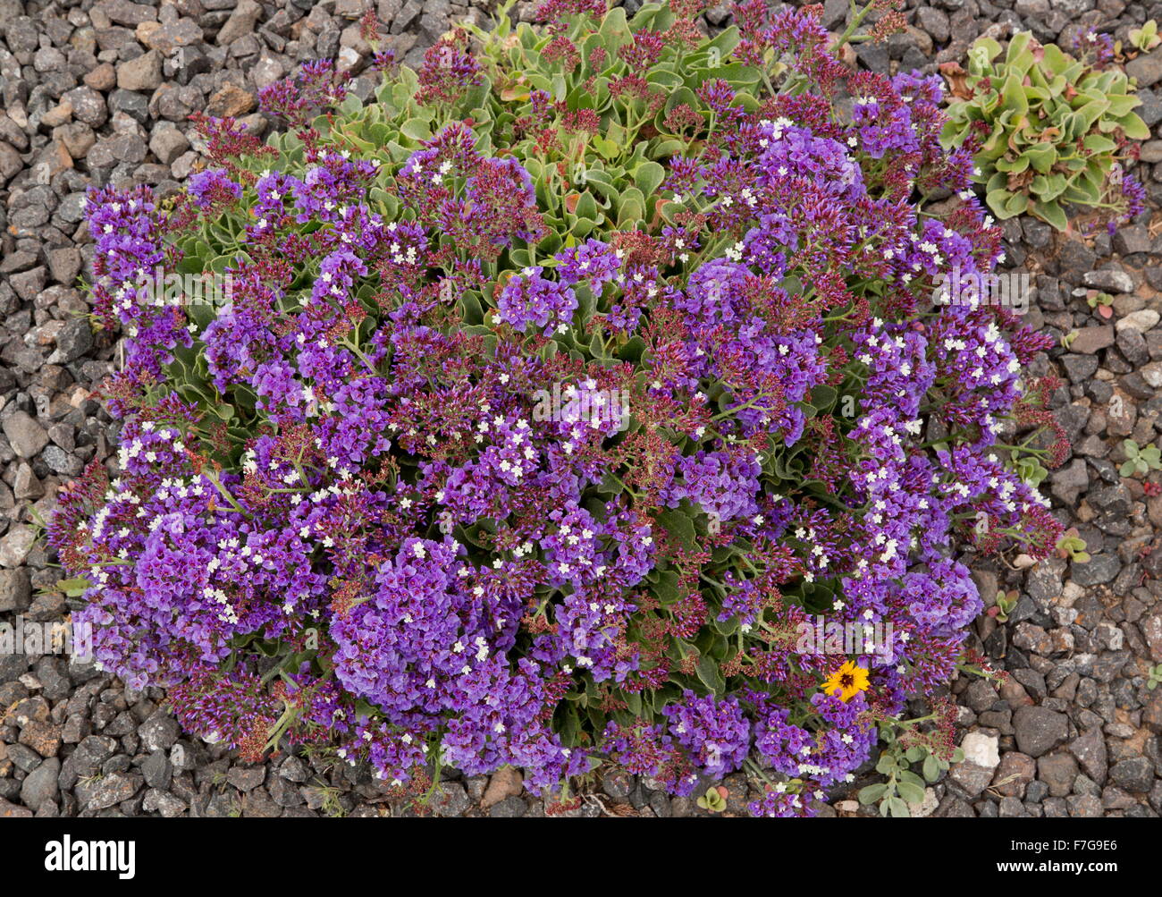 Felty sea-lavender, Limonium puberulum, endemic to Lanzarote, Stock Photo