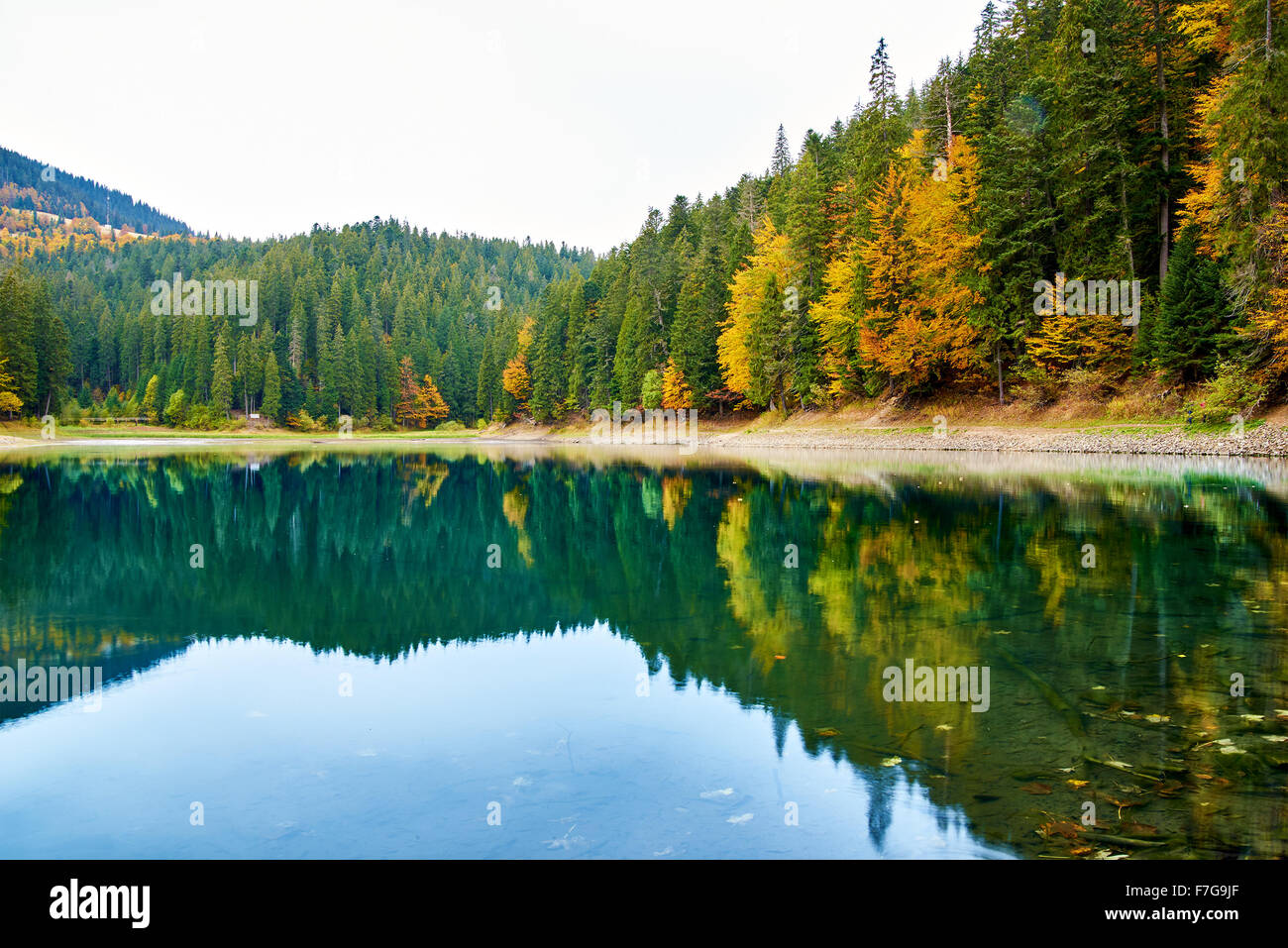 Beautiful reflection of trees in the mountain forest lake Stock Photo ...