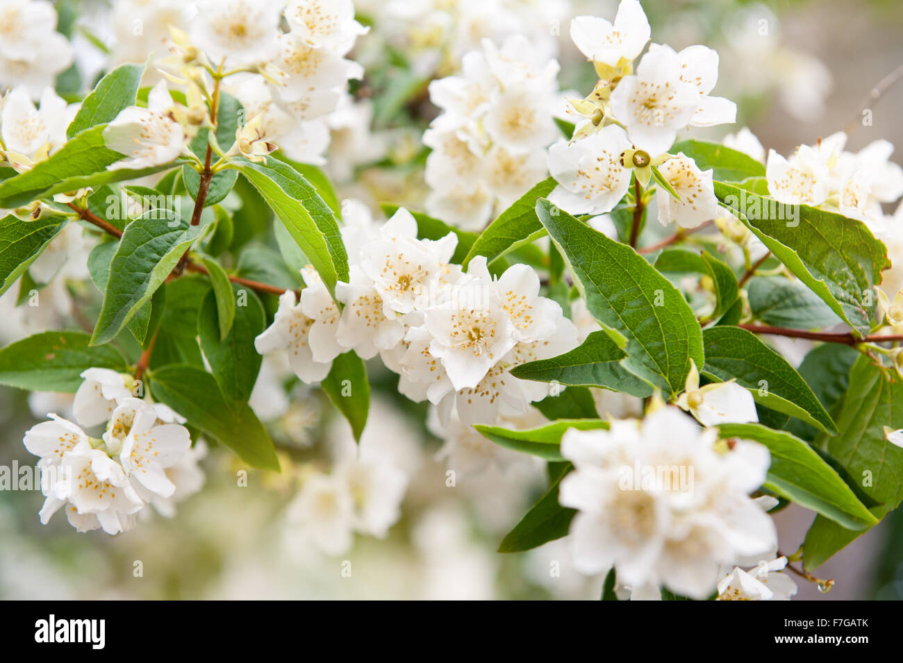 Mock orange white flowers and foliage macro, Philadelphus flowering deciduous shrub in the Hydrangeaceae family, often confound Stock Photo