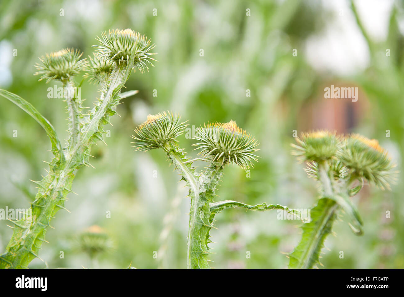 Thistle kind green plants macro, leaves with sharp prickles, plant closeup grow in Poland, Europe, Polish name Oset, horizontal Stock Photo