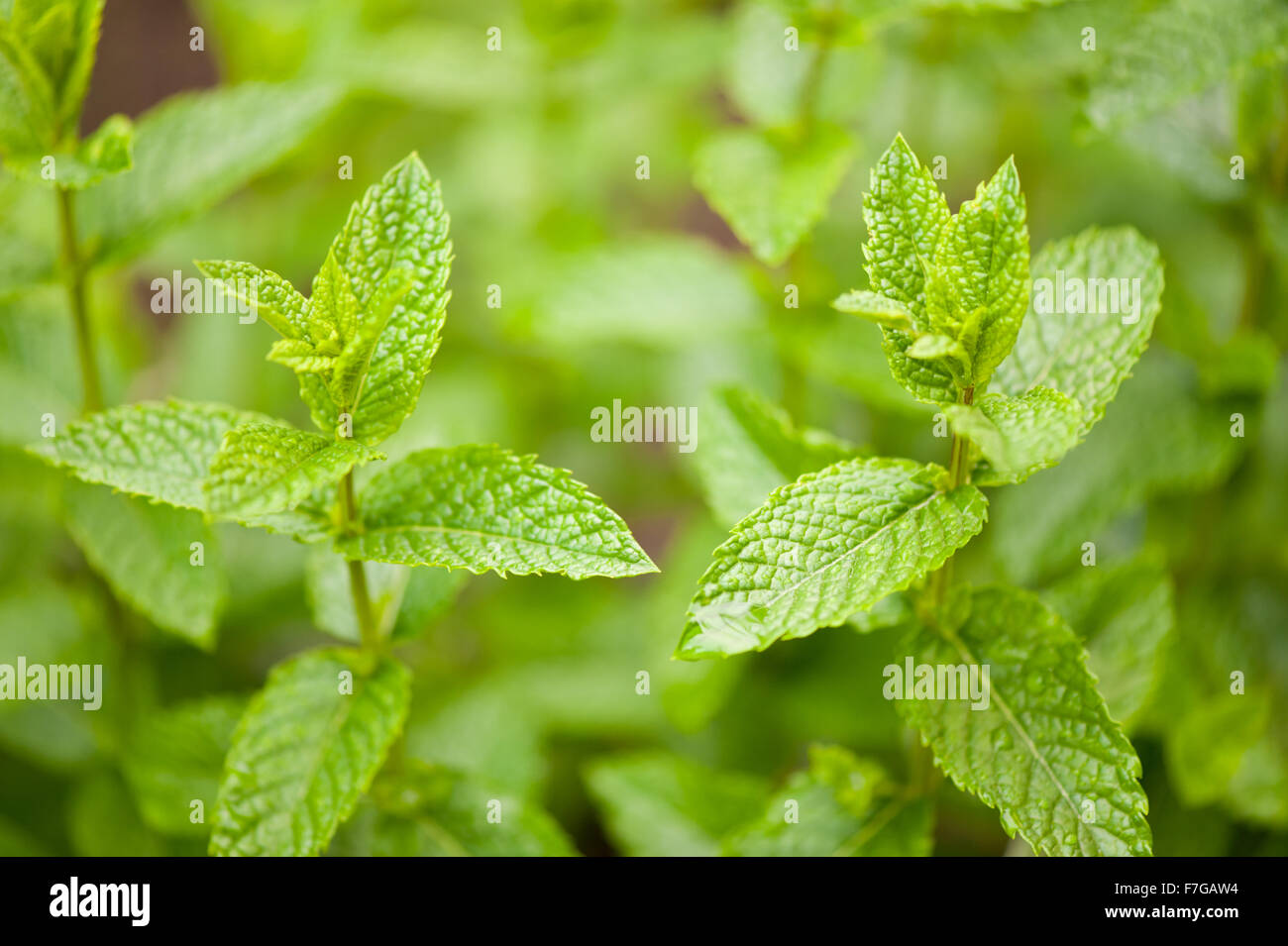 Mentha medicinal herb plant foliage closeup, mint green fresh leaves and tops macro culinary perennial plant growing... Stock Photo