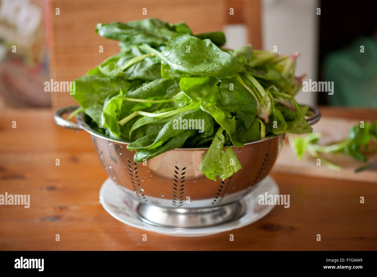 Colander full of spinach leaves, perforated stainless steel strainer