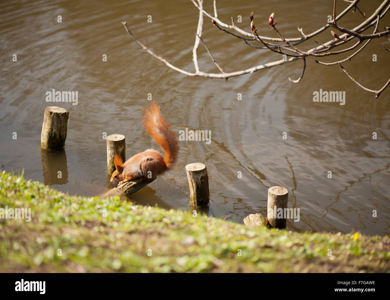 Thirsty squirrel drinking water from the pond in park, adult red Sciurus animal sitting bend on wooden pole on the ground... Stock Photo