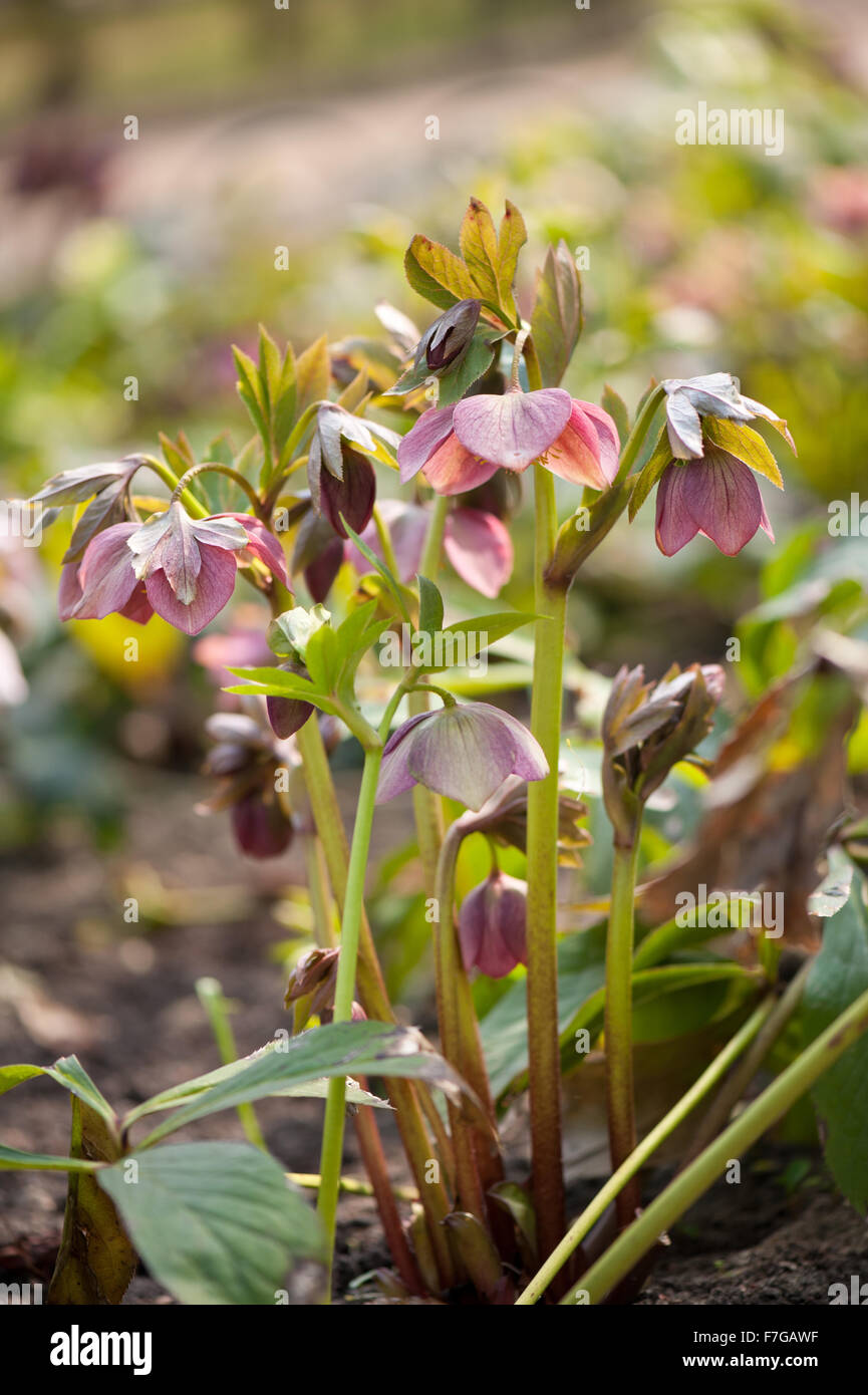 Hellebore pink color flowers closeup, flowering poisonus plant in the Ranunculaceae family