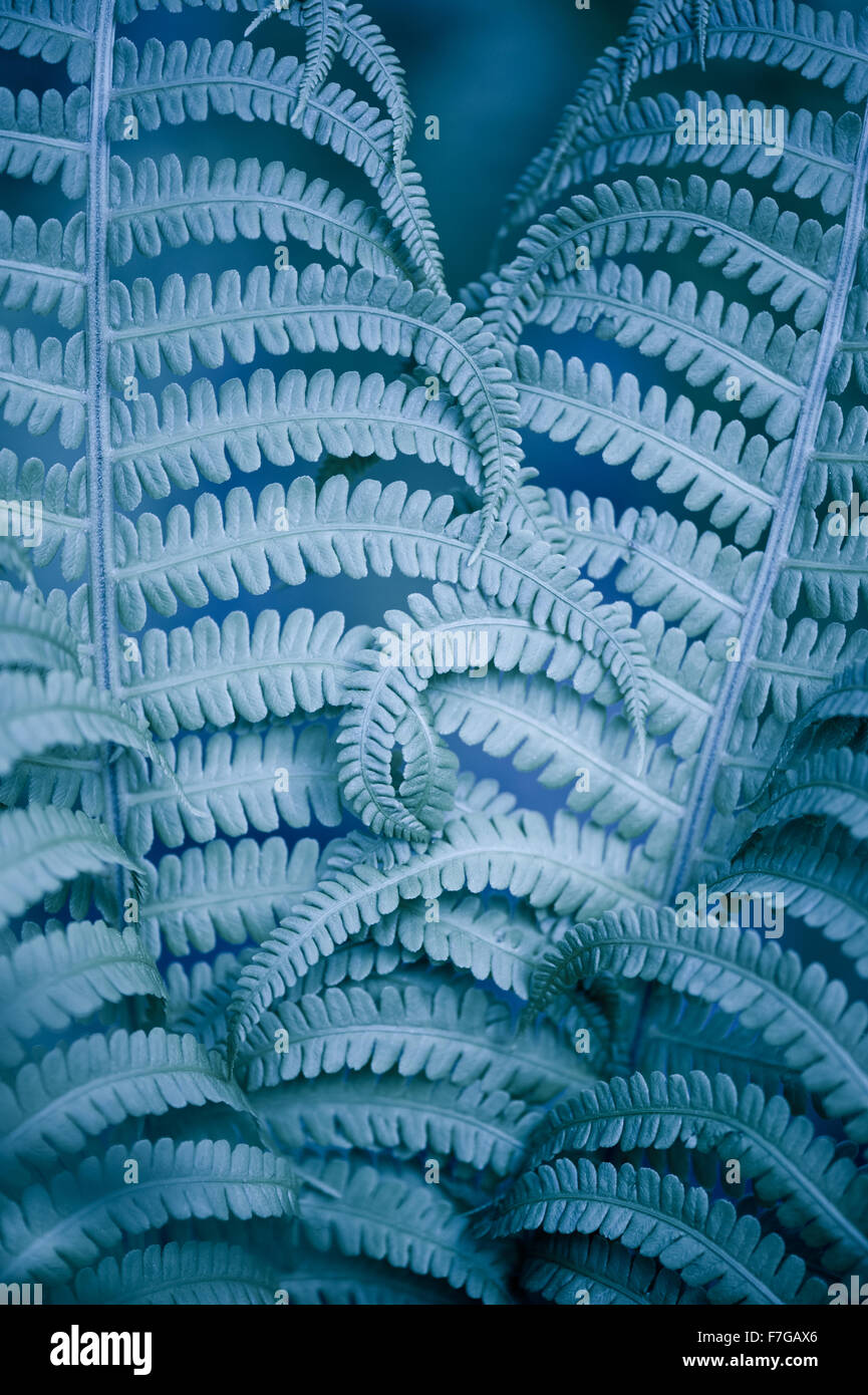 Curled fern blue foliage macro abstract, spiral plant leaves closeup in blue melancholic tone nature detail... Stock Photo