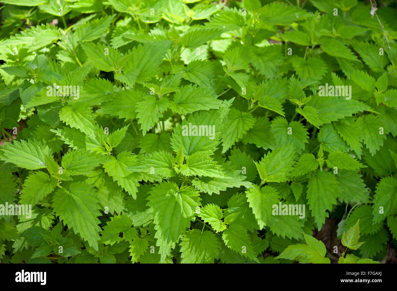 Stinging nettle fresh foliage, Urtica dioica herbaceous perennial
