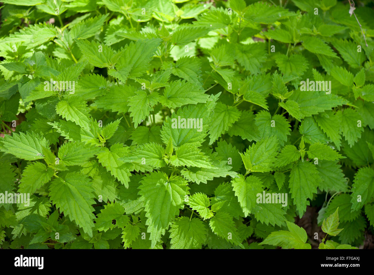 Stinging nettle fresh foliage, Urtica dioica herbaceous perennial plants grow in Poland, Europe, green leaves on tips, medicinal Stock Photo
