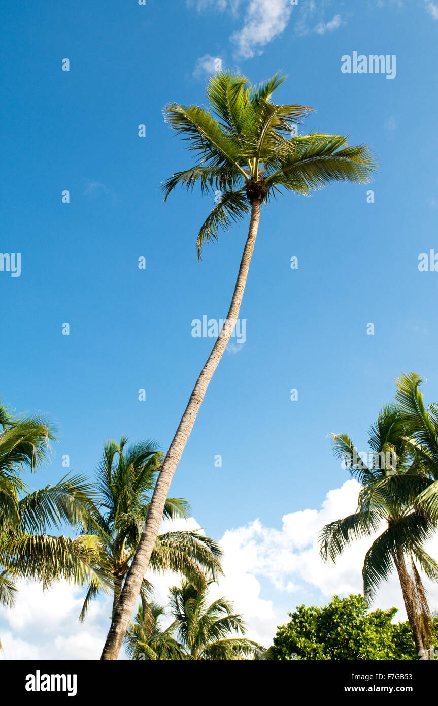 Palms trees on the beach during bright day Stock Photo - Alamy