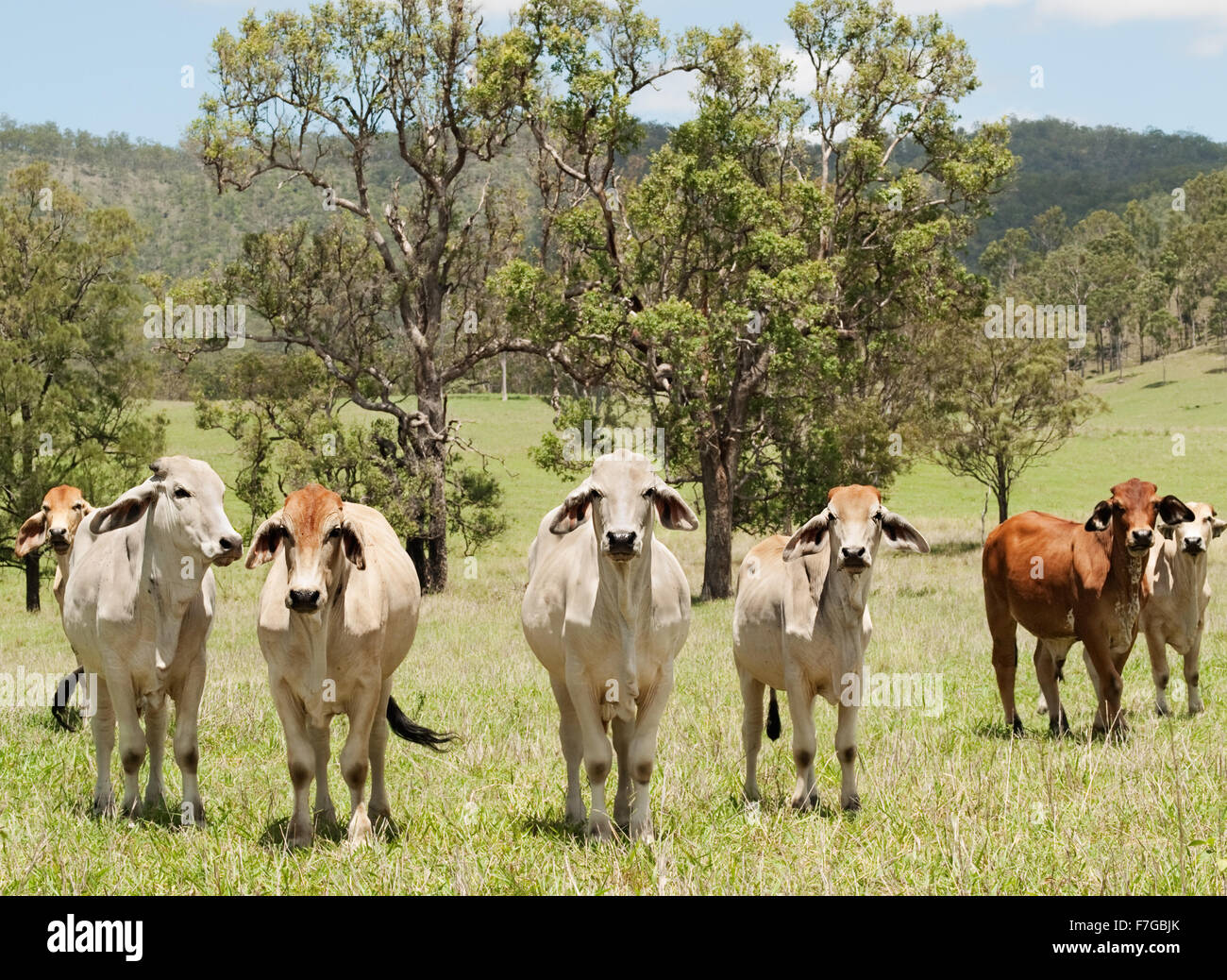 Australian countryside farm scene with herd of  beef cattle cows and gum trees Stock Photo