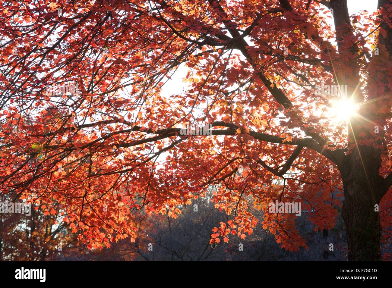Autumn in the South End neighborhood of Boston, Massachusetts Stock Photo