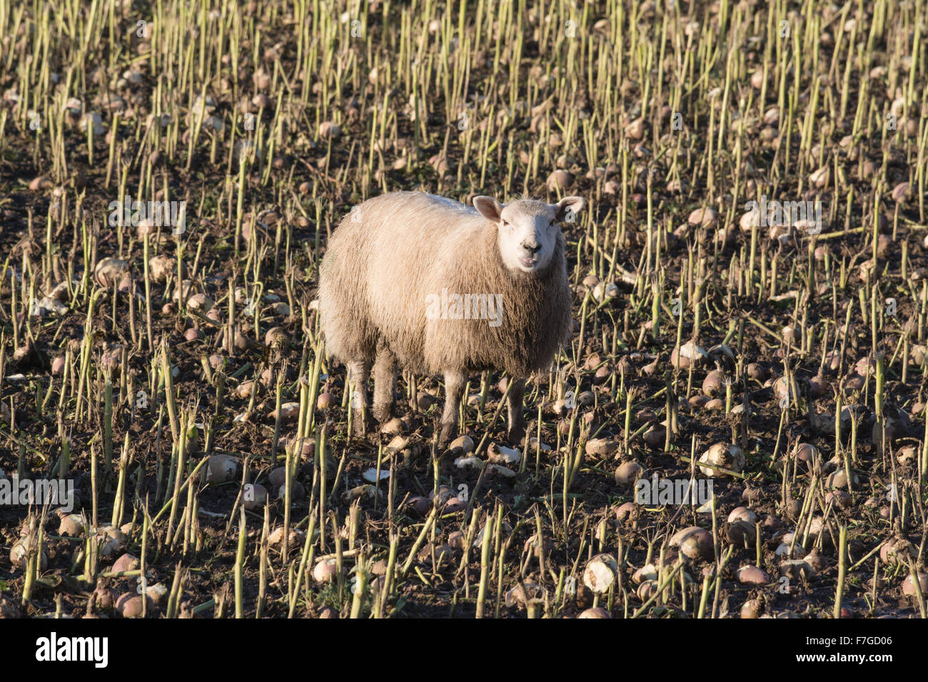 Sheep standing in mud in field of mixed fodder in wet conditions - late autumn in Scotland, uk Stock Photo