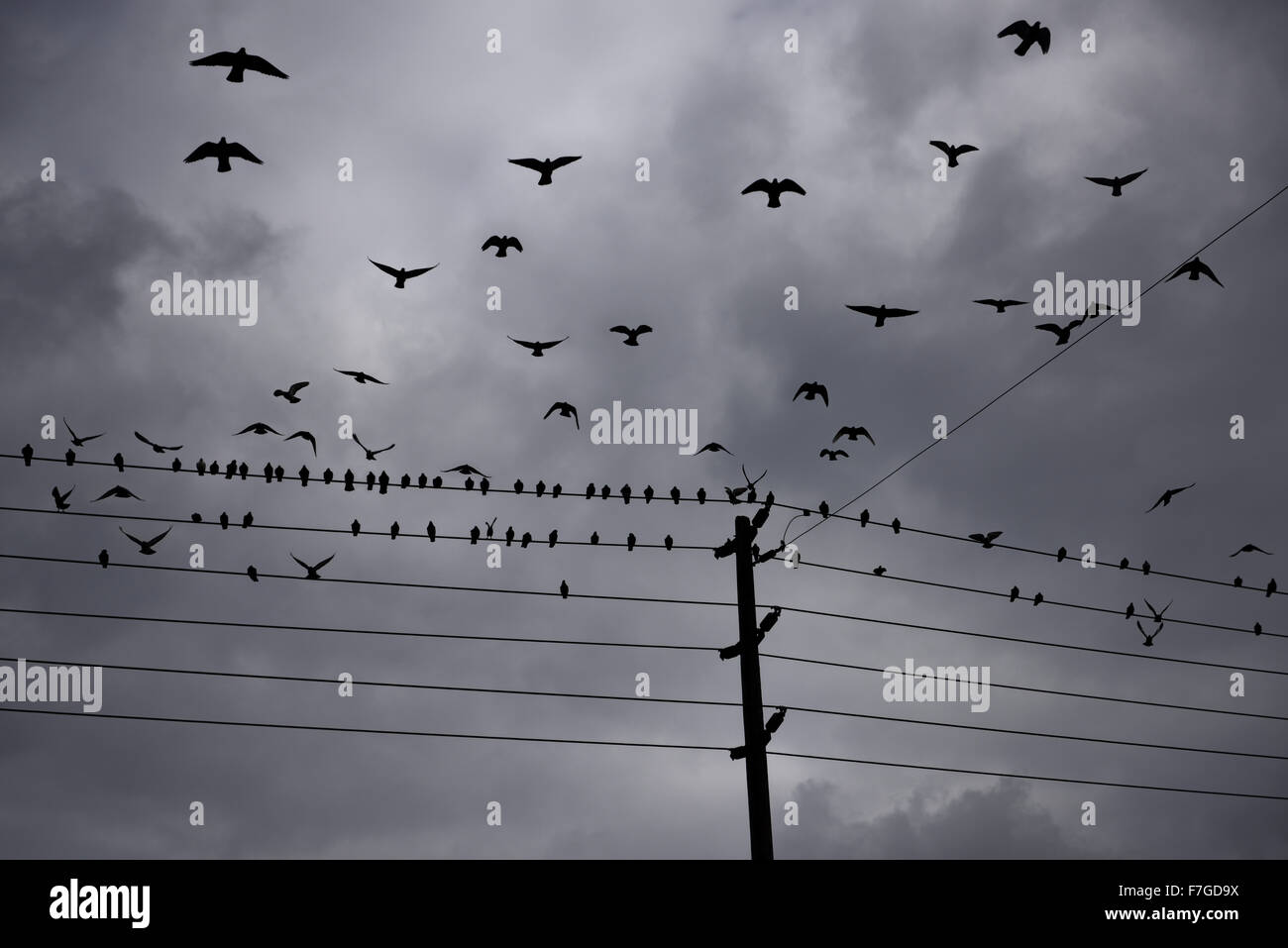 Flock of pigeons on hydro wires taking off and flying against a clouded sky Stock Photo