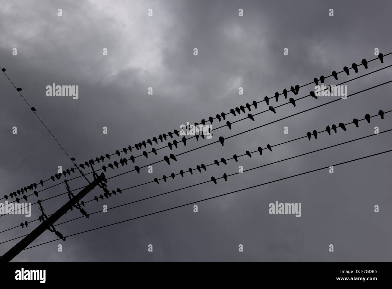 Flock of pigeons resting and lined up on hydro wires against dark clouds Stock Photo
