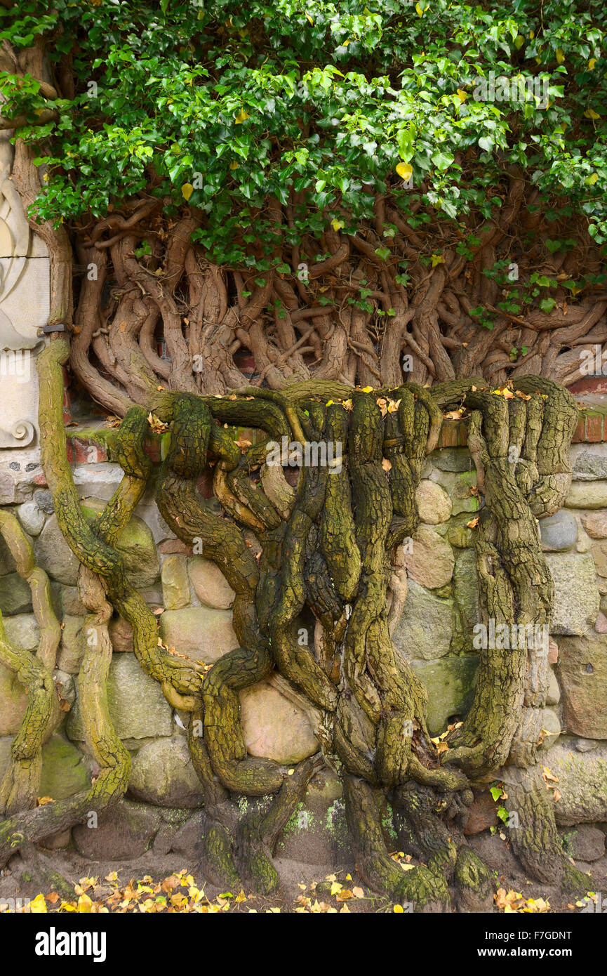 Ivy Hedera Helix plant with huge massive roots climbing a stone wall in the garden. Stock Photo