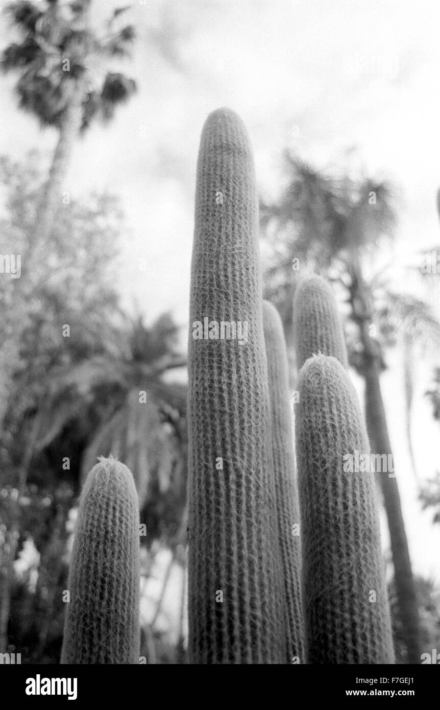 Cacti plants fill the landscape at Majorelle Gardens, Marrakesh. Stock Photo