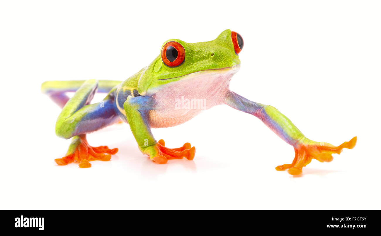 red eyed tree frog isolated on white, a beautiful tropical treefrog from the jungle of Costa Rica, Panama and Nicaragua. Stock Photo