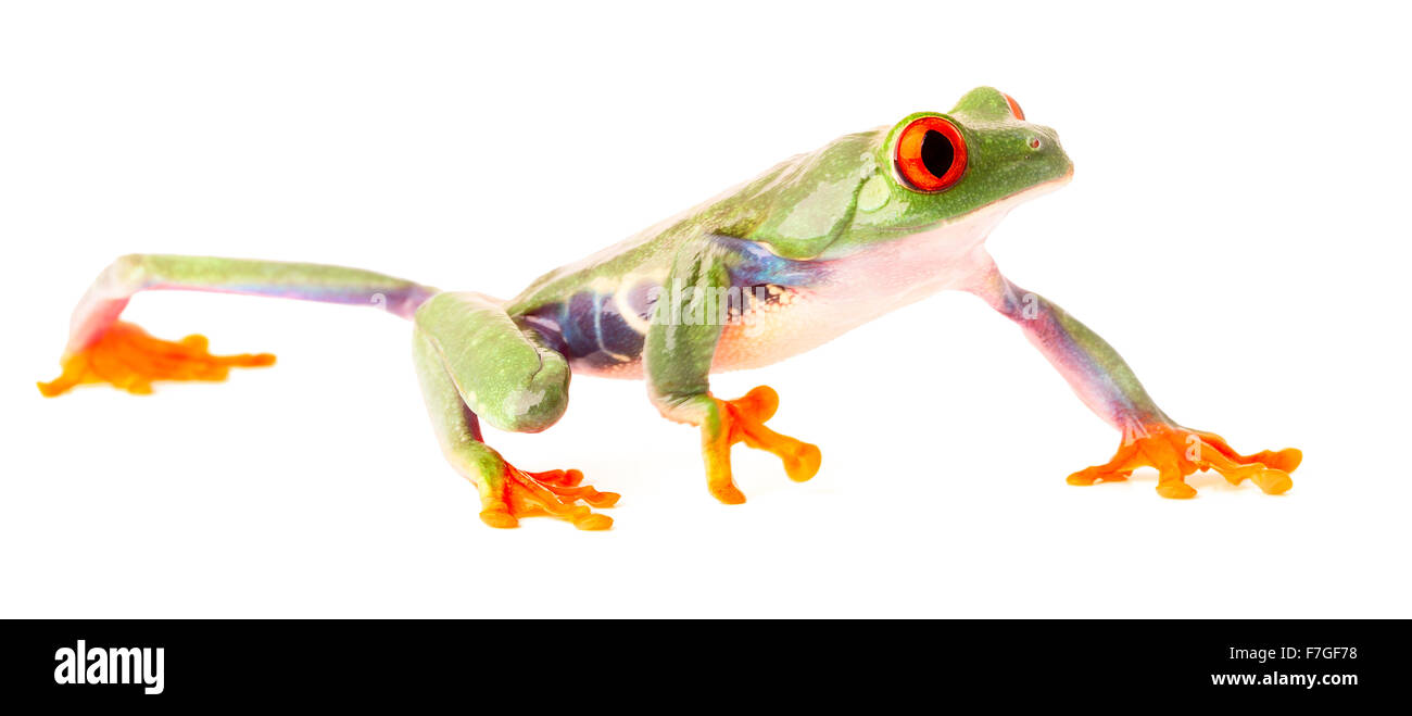 red eyed tree frog crawling isolated on white, a beautiful macro of a tropical rain forest animal ot the rainforest of Costa Ric Stock Photo