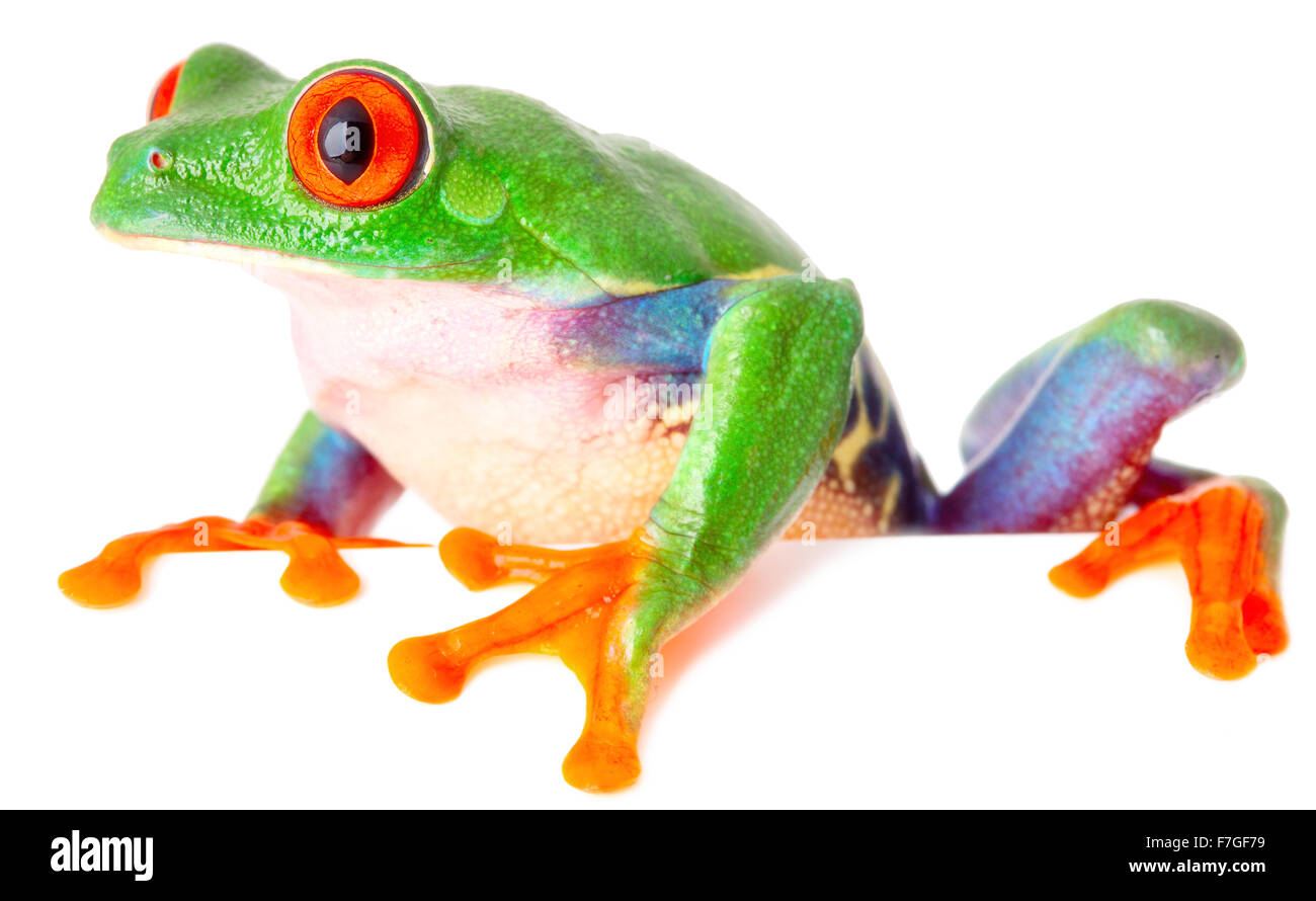 red eyed tree frog isolated on white, a tropical treefrog from the exotic rain forest of Costa Rica Panama and Nicaragua Stock Photo