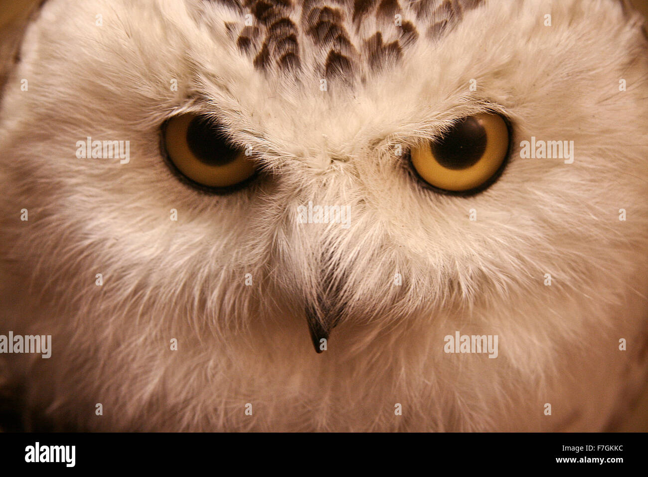 Closeup snow owl with big eyes.  A symbol of wisdom. Nictea scandiaca.Diorama Stock Photo