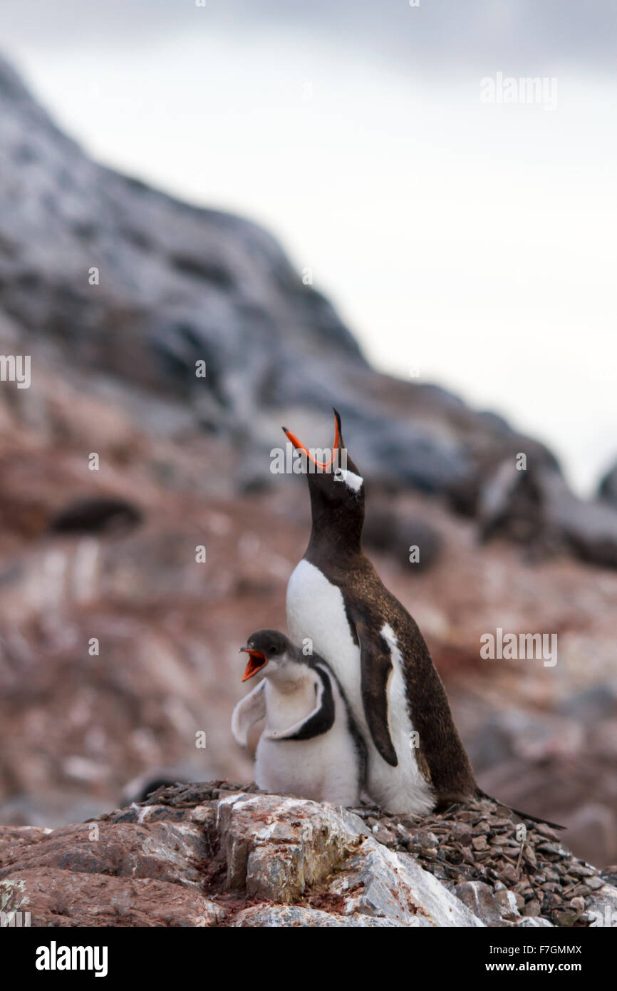 Gentoo Penguin (Pygoscelis papua) and chick at the nest, Cuverville Island, Antarctica 2011 Stock Photo