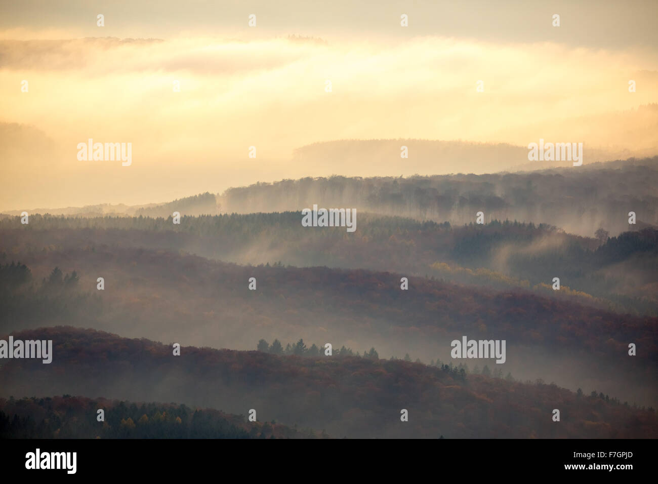 Forests of the Middle Rhine Taunus in fog, Taunus, Forest, Dachsenhausen, Rhine Valley, Rhineland-Palatinate, Germany Europe, Stock Photo
