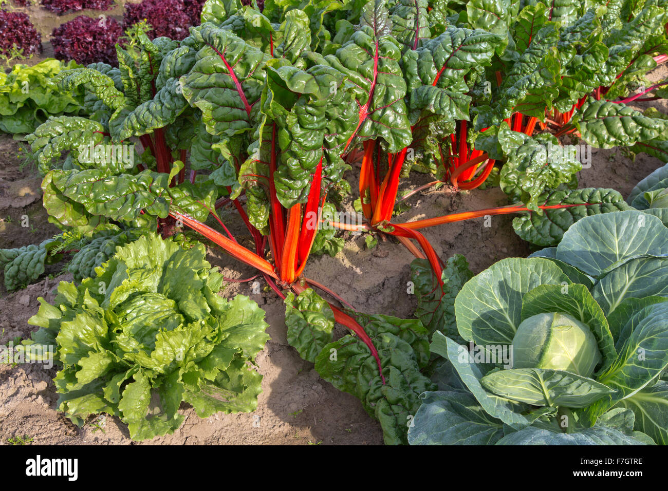Cabbage, Swiss Chard & Head Lettuce. Stock Photo