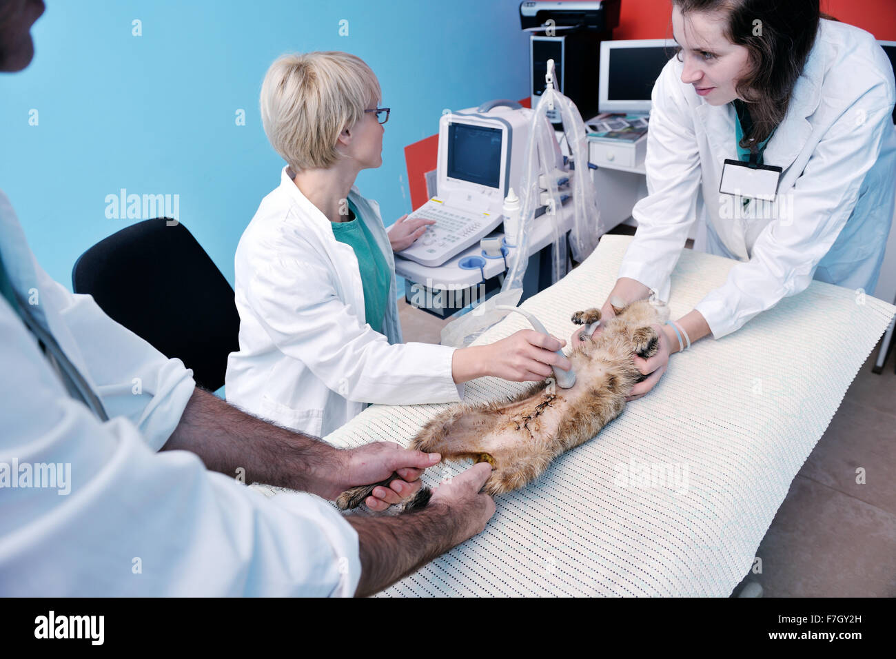 portrait of a veterinarian and assistant in a small animal clinic at