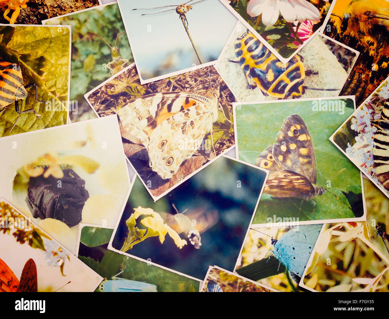 Macro, nature photography collage of real photos. Filtered retro image. Stock Photo
