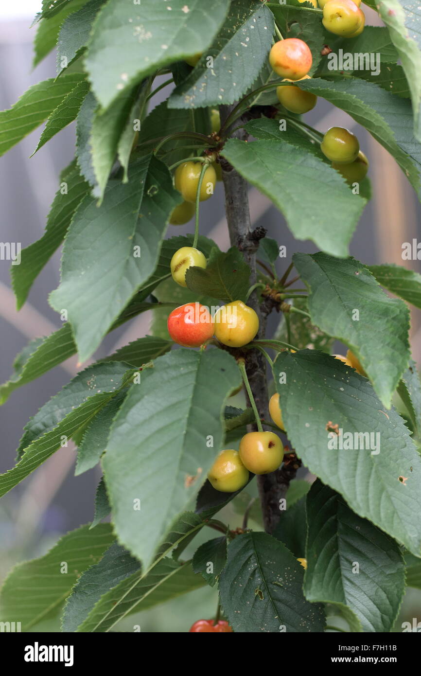 Lapins cherry with young fruits on a tree Stock Photo Alamy