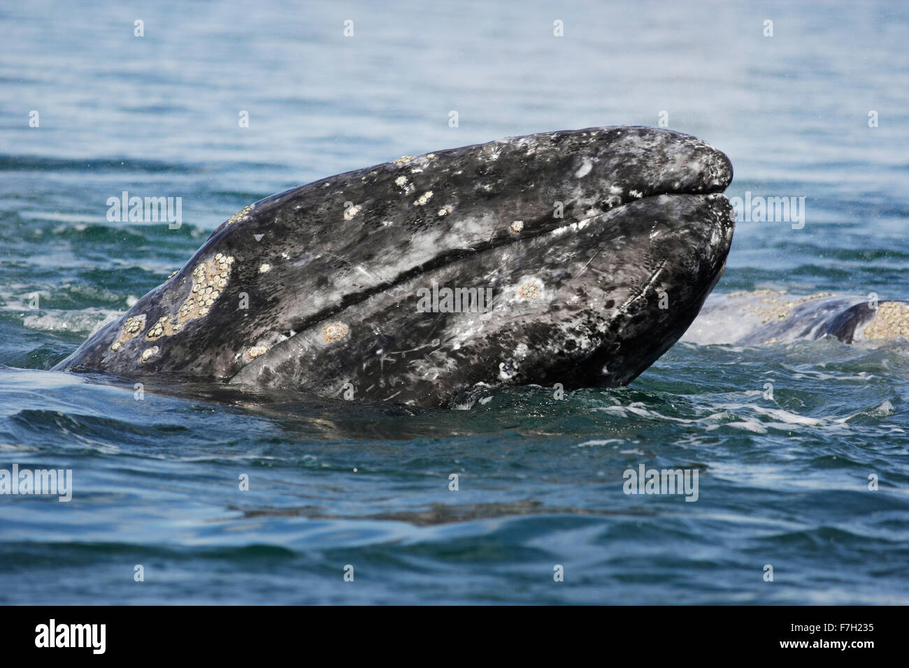 pr0166-D. Gray Whale (Eschrichtius robustus), lifting snout above surface. Baja, Mexico. Photo Copyright © Brandon Cole. Stock Photo