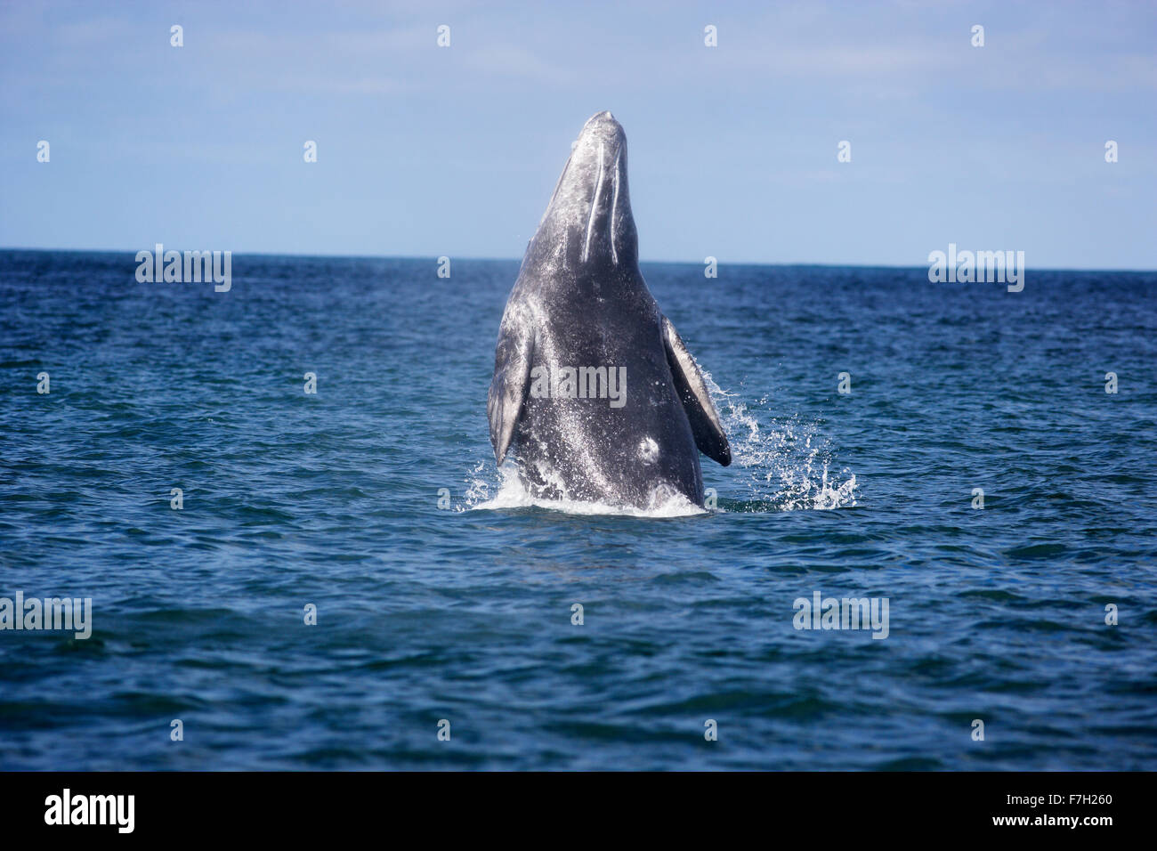 pr0239-D. Gray Whale (Eschrichtius robustus) breaching. San Ignacio Lagoon, Baja, Mexico. Photo Copyright © Brandon Cole. Stock Photo