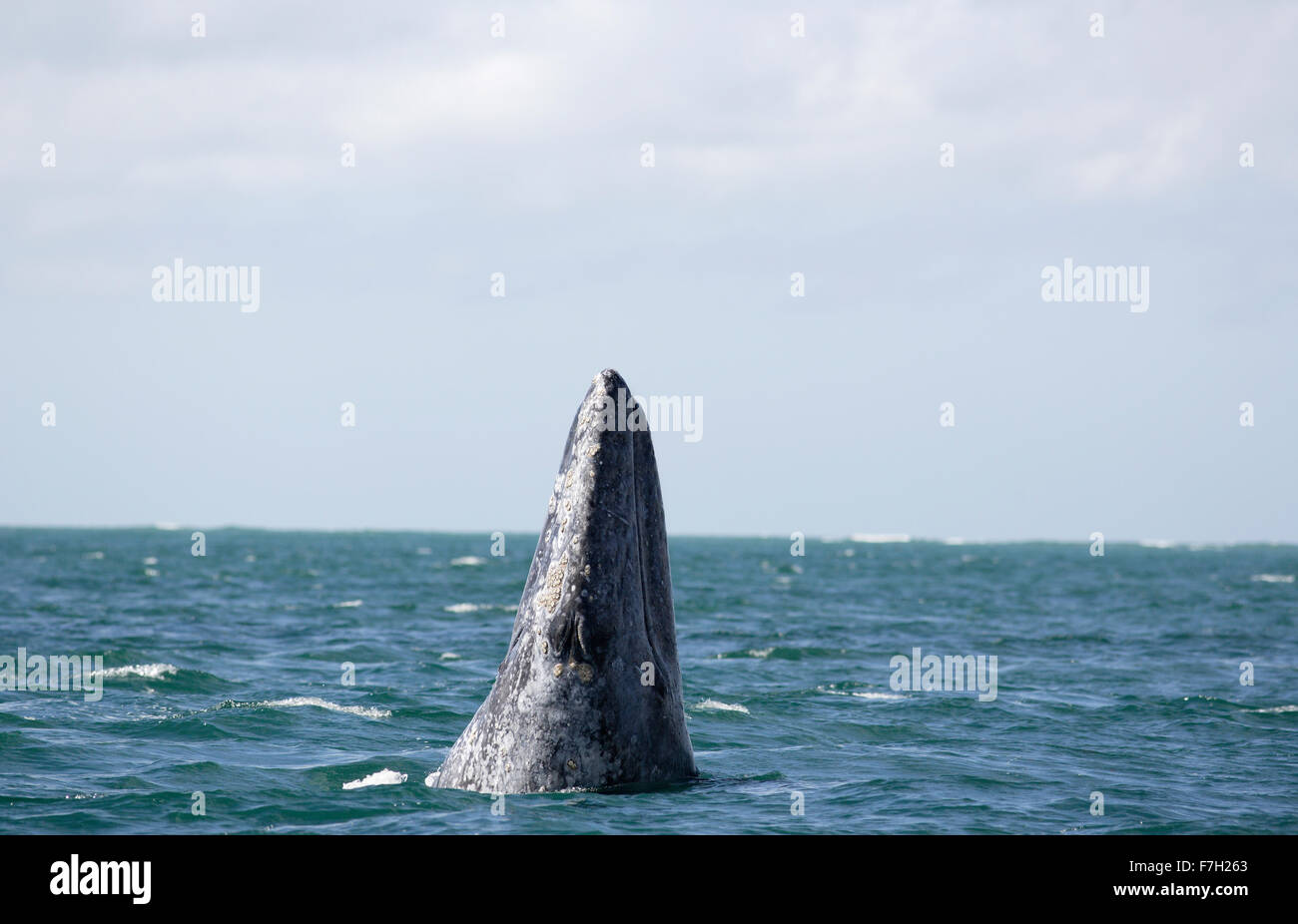 pr0249-D. Gray Whale (Eschrichtius robustus) spyhopping. Baja, Mexico, Pacific Ocean. Photo Copyright © Brandon Cole. Stock Photo
