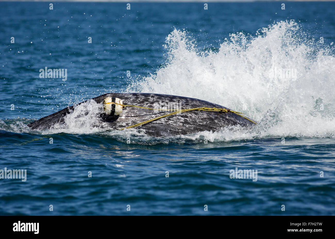 pr0255-D. Gray Whale (Eschrichtius robustus) calf breaching. This juvenile is entangled in a lobster trap rope, Pacific Ocean Stock Photo