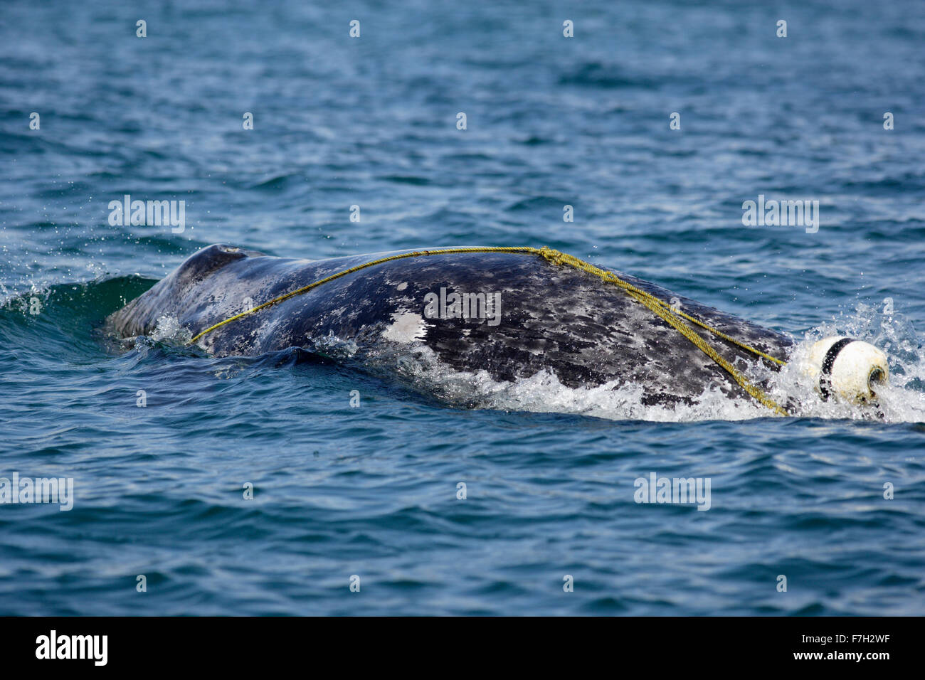 pr0282-D. Gray Whale (Eschrichtius robustus). This juvenile is entangled in a lobster trap line. The rope is caught in mouth Stock Photo