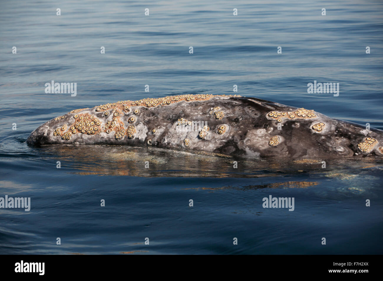 pr5013-D. Gray Whale (Eschrichtius robustus). Head is covered with barnacles (Cryptolepas rhachianecti) and cyamid whale lice. Stock Photo