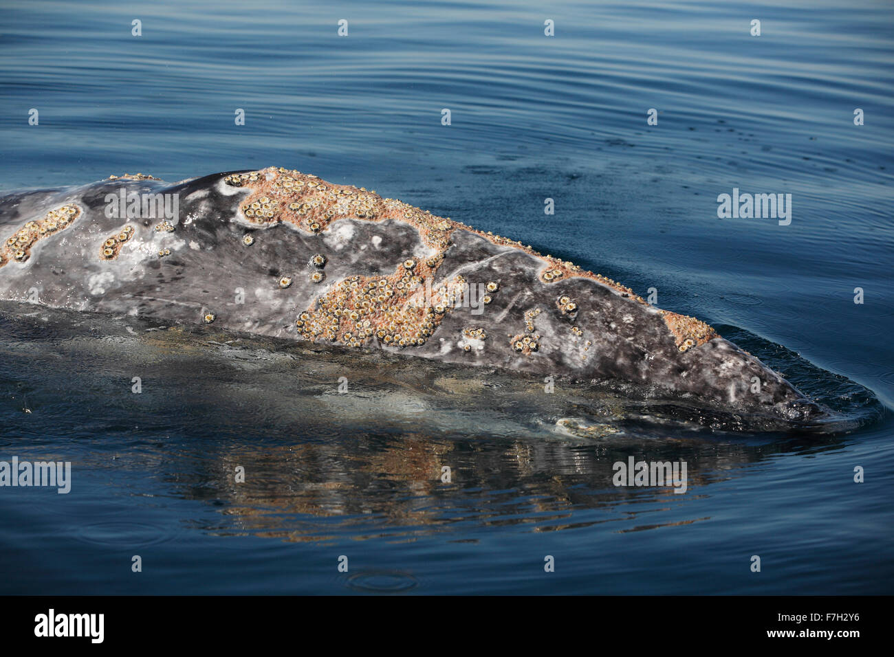 pr5018-D. Gray Whale (Eschrichtius robustus). Head is covered with barnacles (Cryptolepas rhachianecti) and cyamid whale lice. Stock Photo