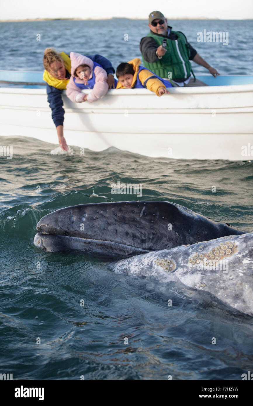 pr5123-D. Gray Whales (Eschrichtius robustus). Baja, Mexico, Pacific Ocean. 'Friendlies'- mom in front, baby in middle- Stock Photo